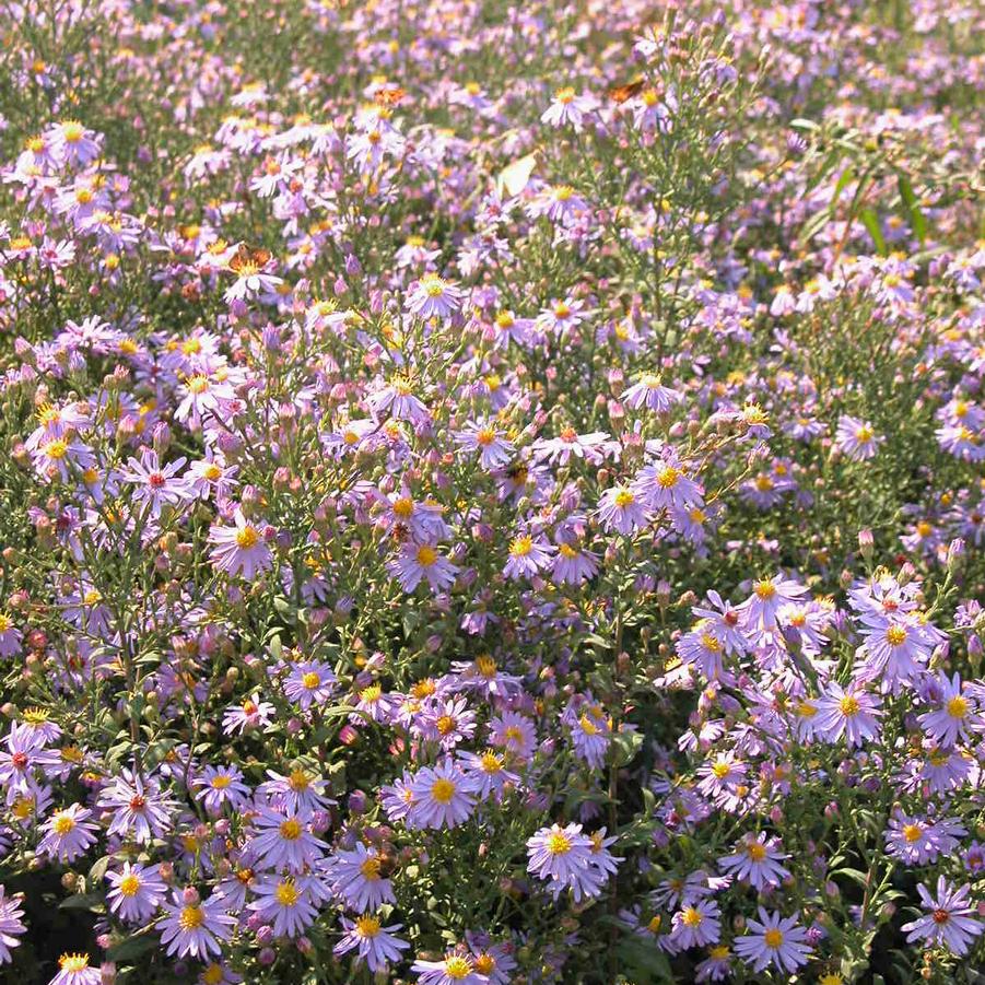 Aster cordifolius - Blue Wood Aster from Babikow Wholesale Nursery