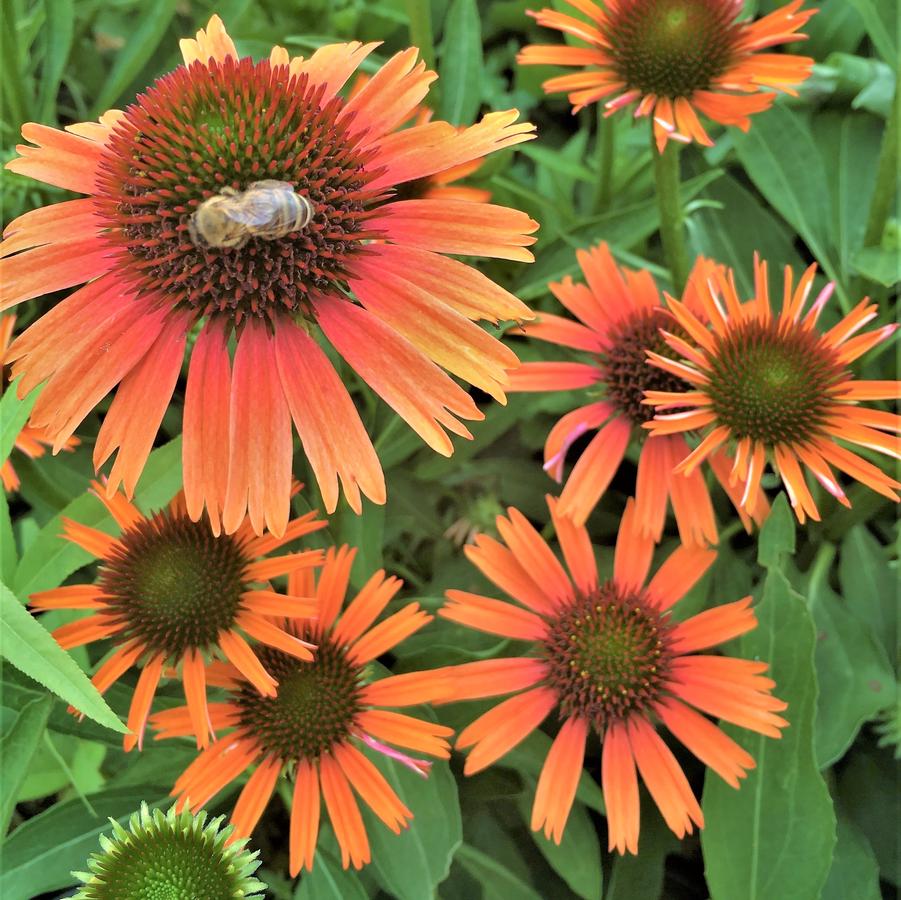 Echinacea Butterfly Series 'Orange Skipper' - Coneflower from Babikow Wholesale Nursery