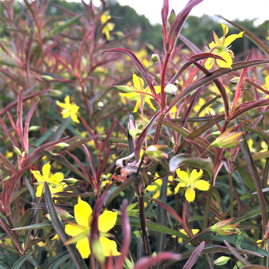 Lysimachia lanc. 'Burgundy Mist' - Lance-leaved loosestrife from Babikow Wholesale Nursery