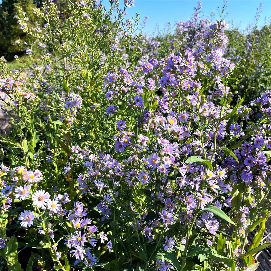 Aster laevis - Smooth Blue Aster from Babikow Wholesale Nursery