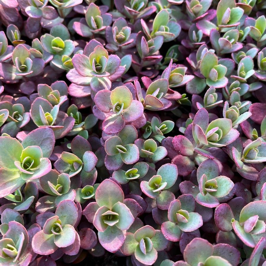 Sedum Sun Sparkler 'SunSparkler Firecracker' - from Babikow Wholesale Nursery