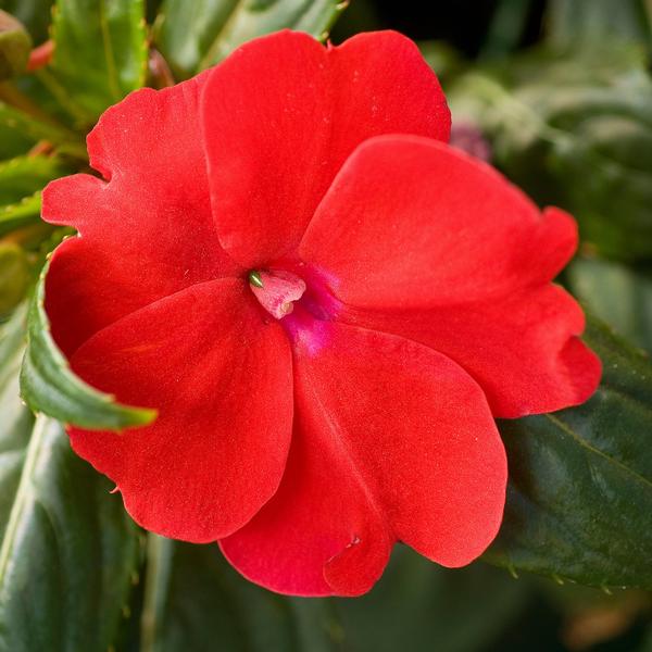 Impatiens Sunpatiens Compact 'Red' - from Babikow