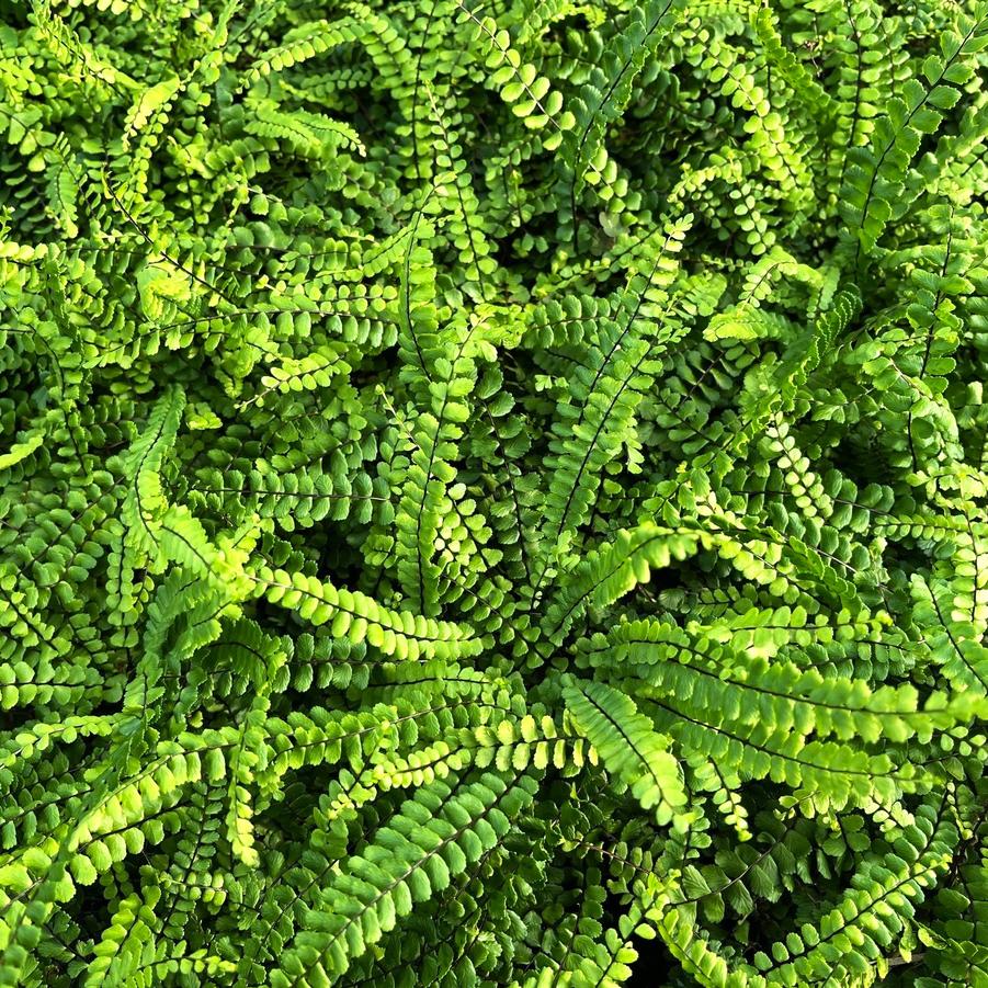 Asplenium trichomanes - Maidenhair Spleenwort from Babikow Wholesale Nursery