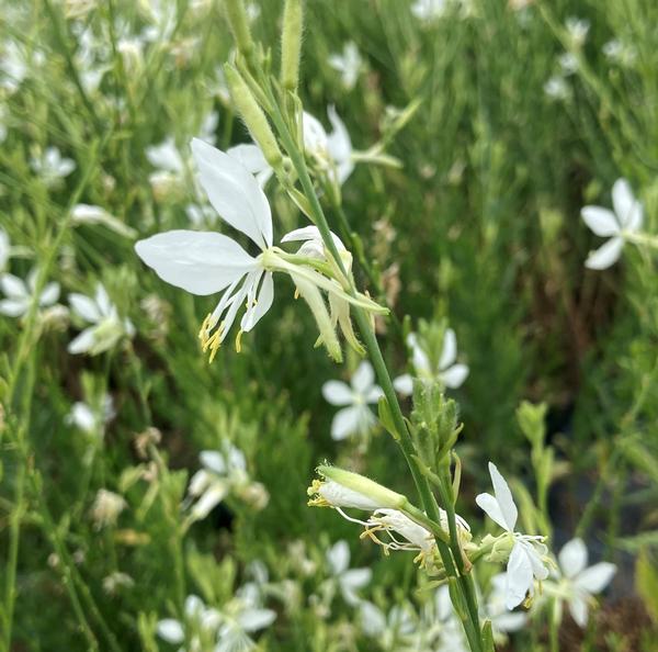 Gaura So White - from Babikow