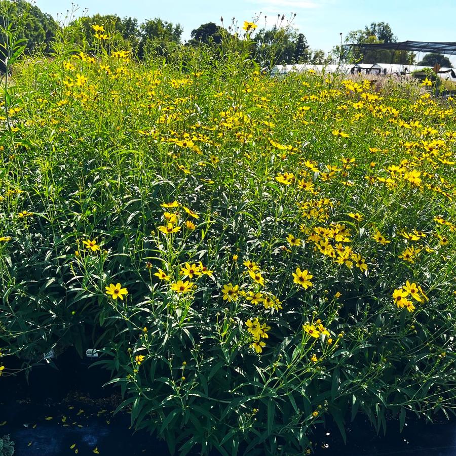 Coreopsis tri. 'Gold Standard' - from Babikow