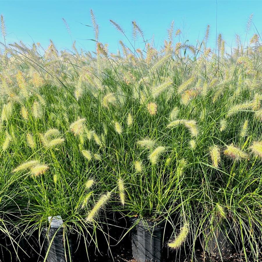 Pennisetum Piglet - Fountain Grass from Babikow Wholesale Nursery