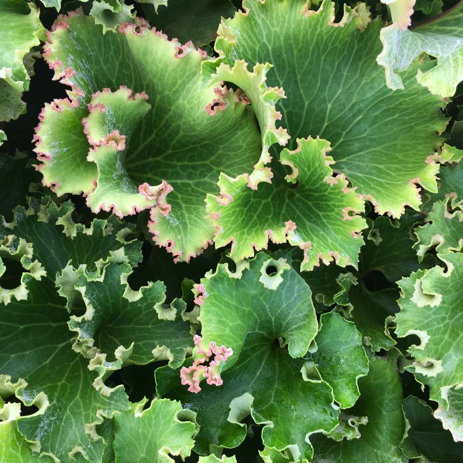 Farfugium 'Crispatum' - Crested Leopard Plant from Babikow Wholesale Nursery