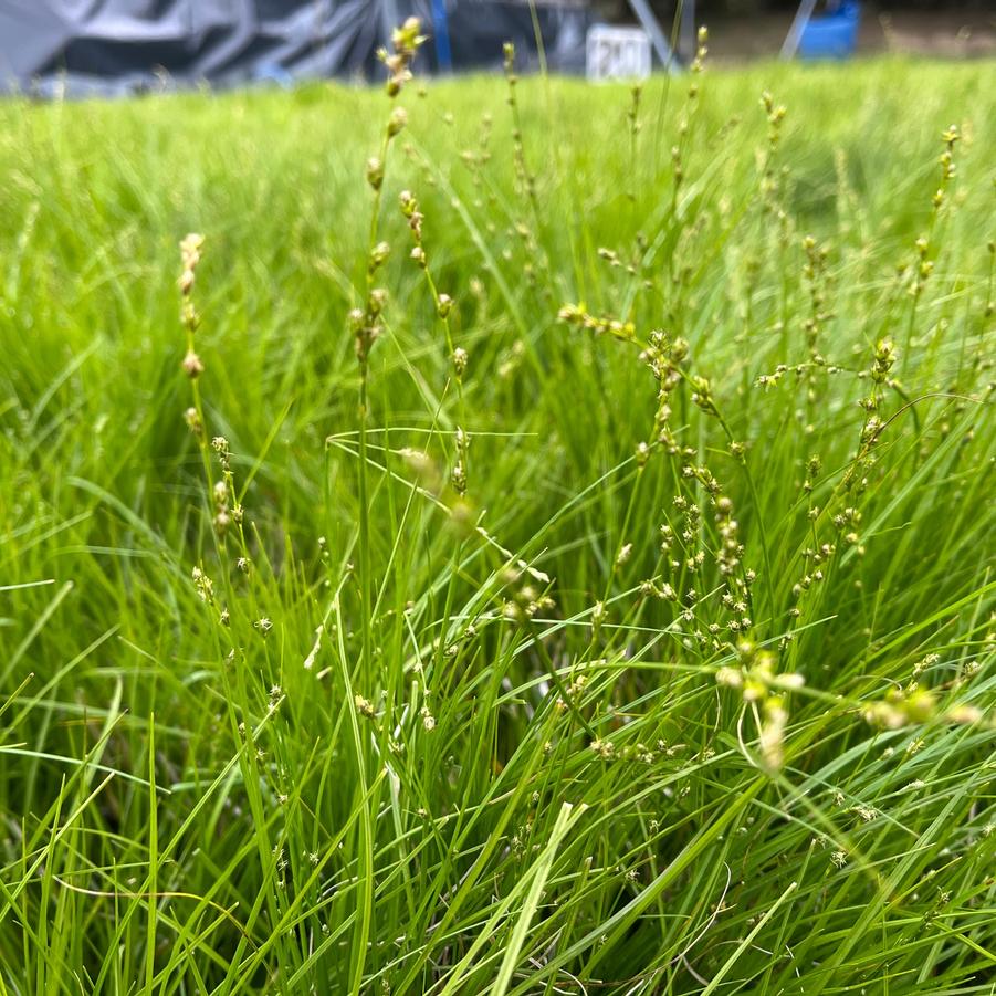 Carex rosea - Rosy Sedge from Babikow Wholesale Nursery