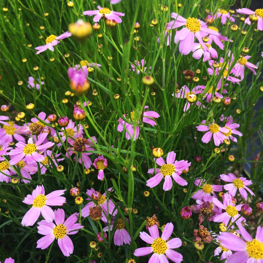 Coreopsis ros. 'American Dream' - Tickseed from Babikow Wholesale Nursery