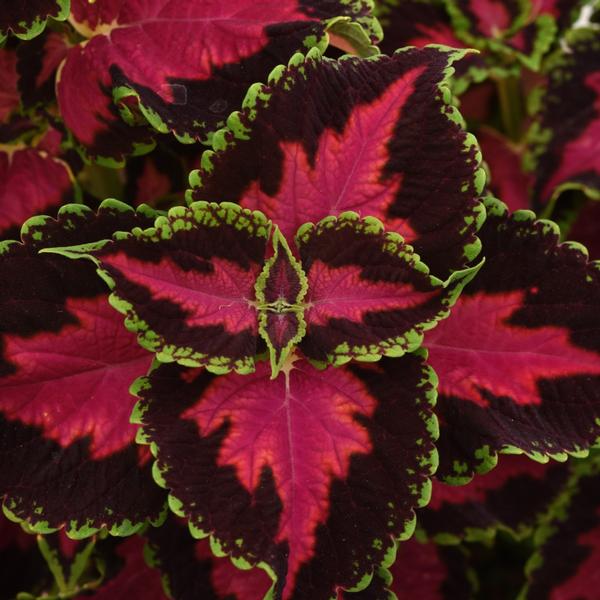 Coleus 'Heart Breaker' - from Babikow