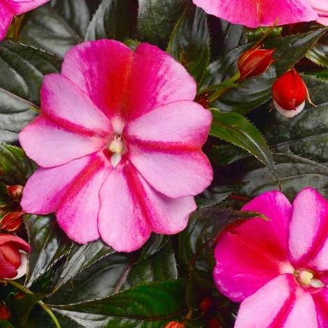 New Guinea Impatiens Sonic Sonic 'Sweet Purple' - from Babikow