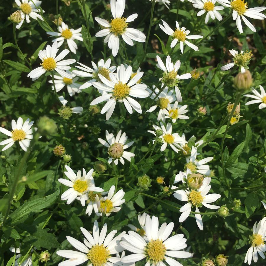 Kalimeris int. 'Daisy Mae' - Japanese Aster from Babikow Wholesale Nursery