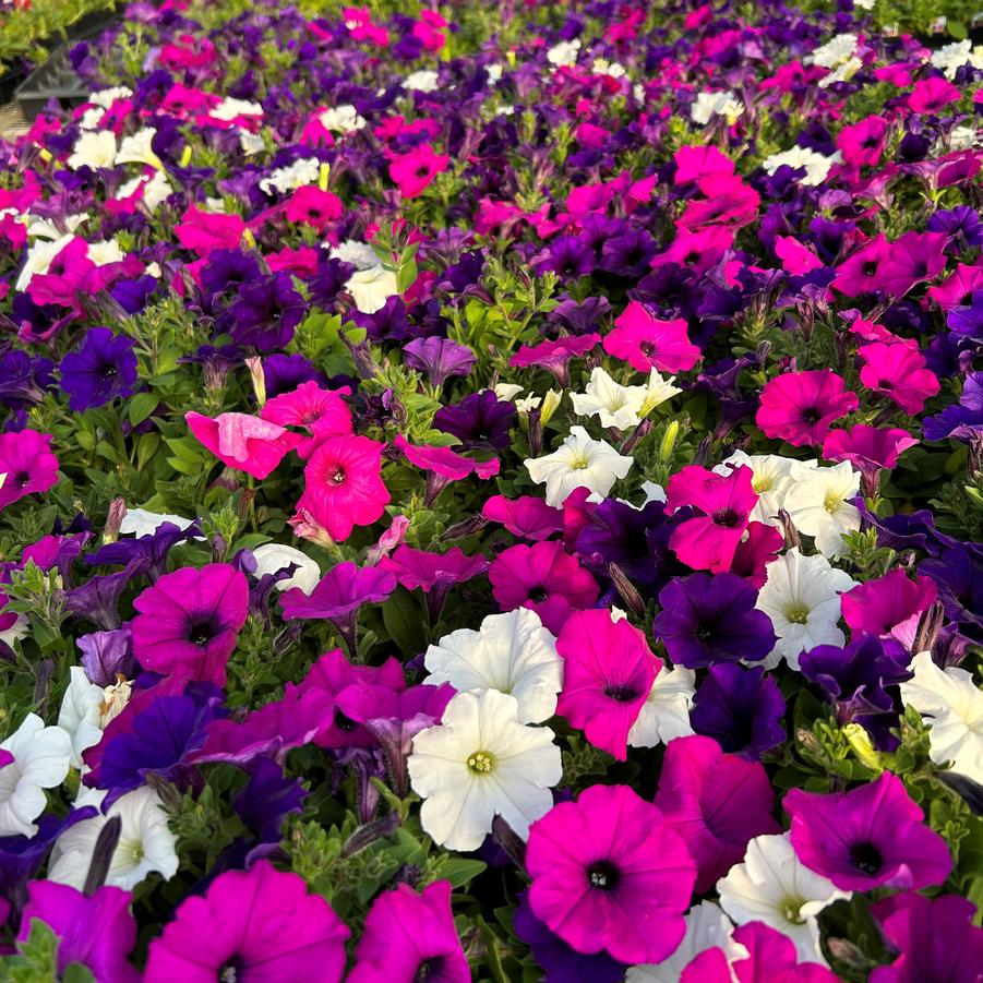 Petunia Easy Wave Great Lakes Mix