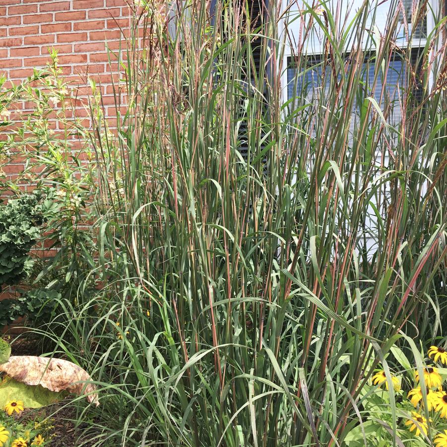 Andropogon 'Blackhawks' - Blackhawks Big Blue Srem from Babikow Wholesale Nursery