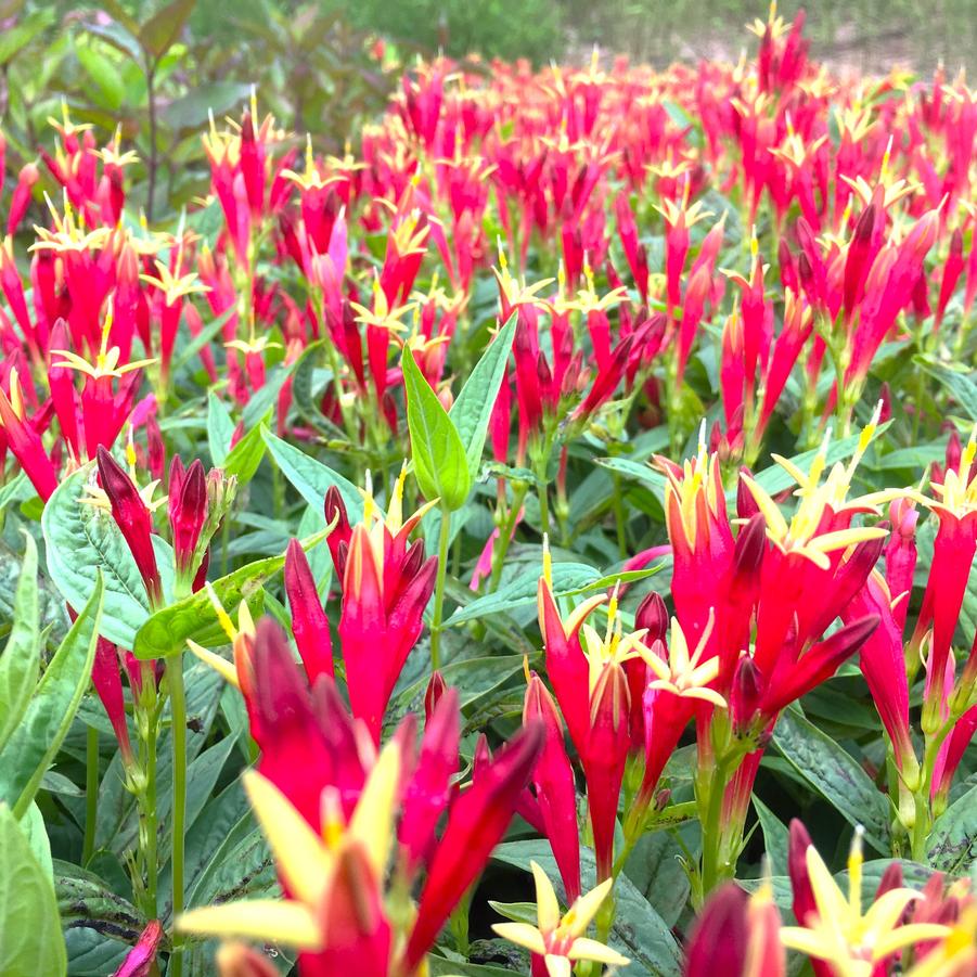 Spigelia 'Little Redhead' - Indian Pink from Babikow