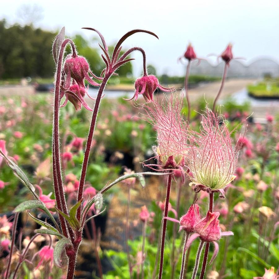 Geum triflorum - Prairie Smoke from Babikow Wholesale Nursery