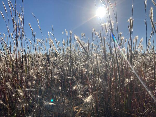 Andropogon ternarius - Splitbeard Bluestem from Babikow