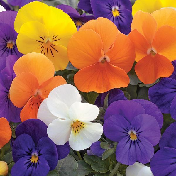 Viola Sorbet 'All Season Mix' - from Babikow