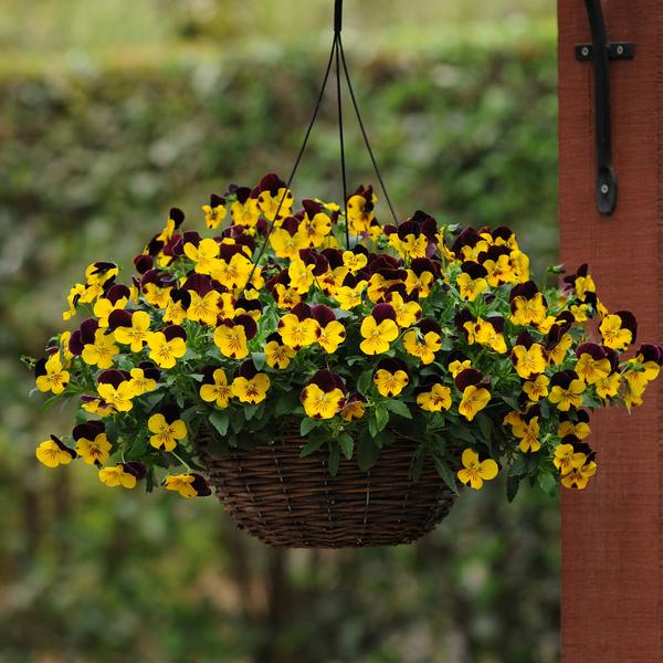 Pansy Cool Wave Hanging Basket 'Sunshine N Wine' - from Babikow