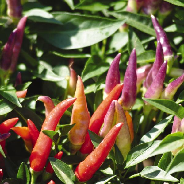 Capsicum annuum 'Sangria' - Ornamental Pepper from Babikow