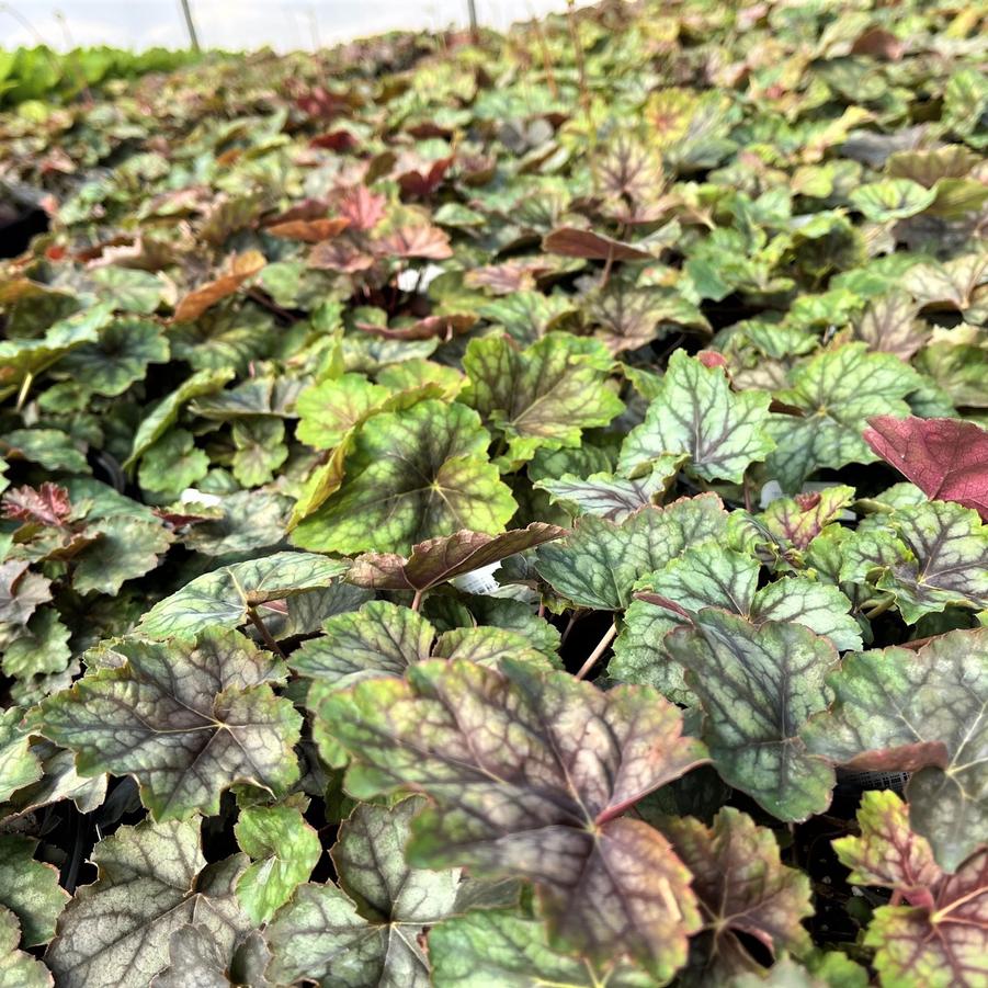 Heuchera americana - Coral bells from Babikow Wholesale Nursery