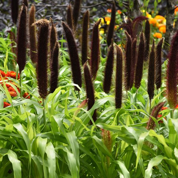 Pennisetum Glaucum 'Jade Princess' - Ornamental Millet from Babikow