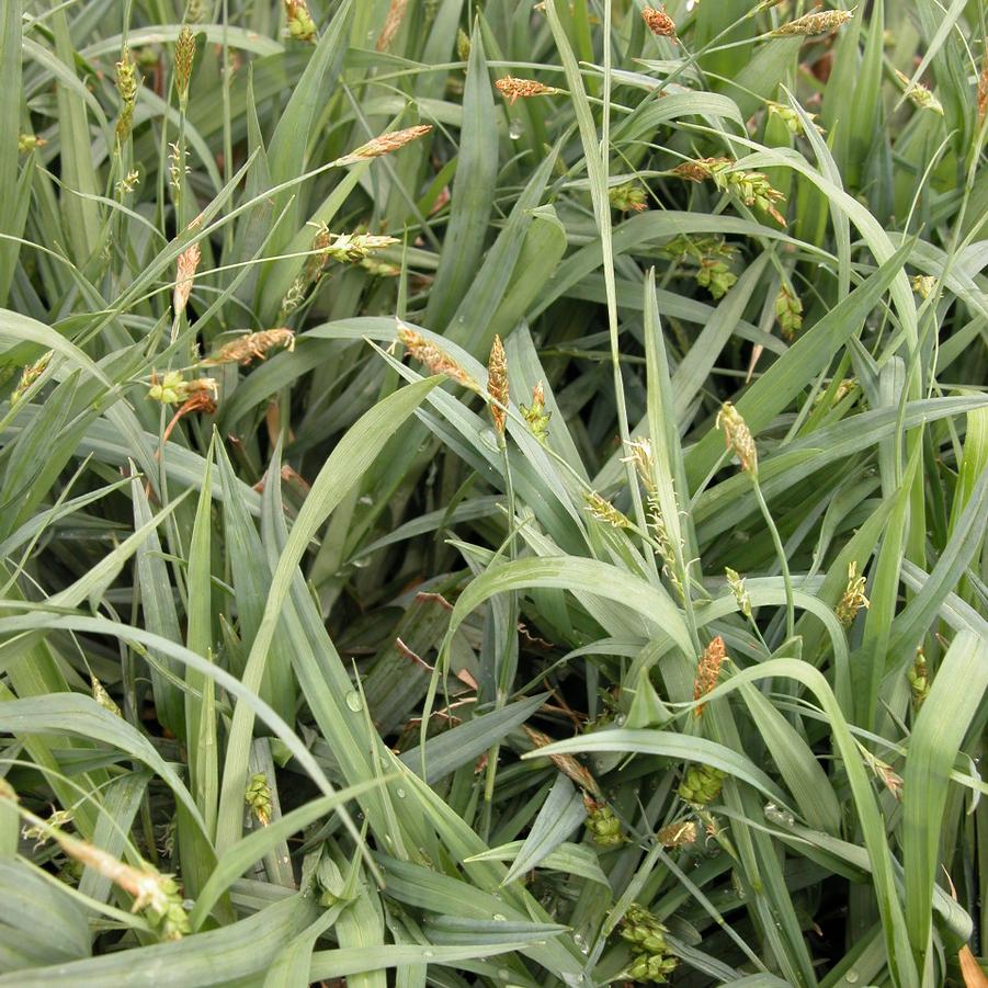 Carex flaccosperma - Blue Wood Sedge from Babikow Wholesale Nursery