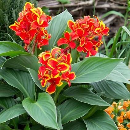 Canna Cannova 'Red Golden Flame' - from Babikow