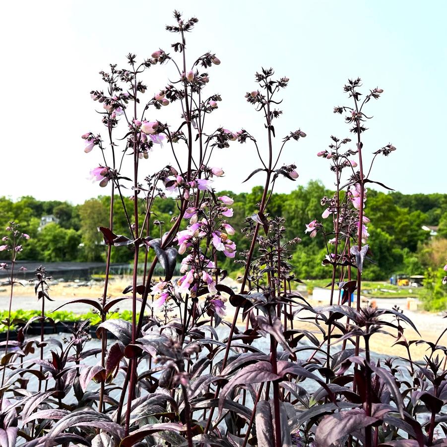 Penstemon x 'Blackbeard' - Beardtongue from Babikow Wholesale Nursery