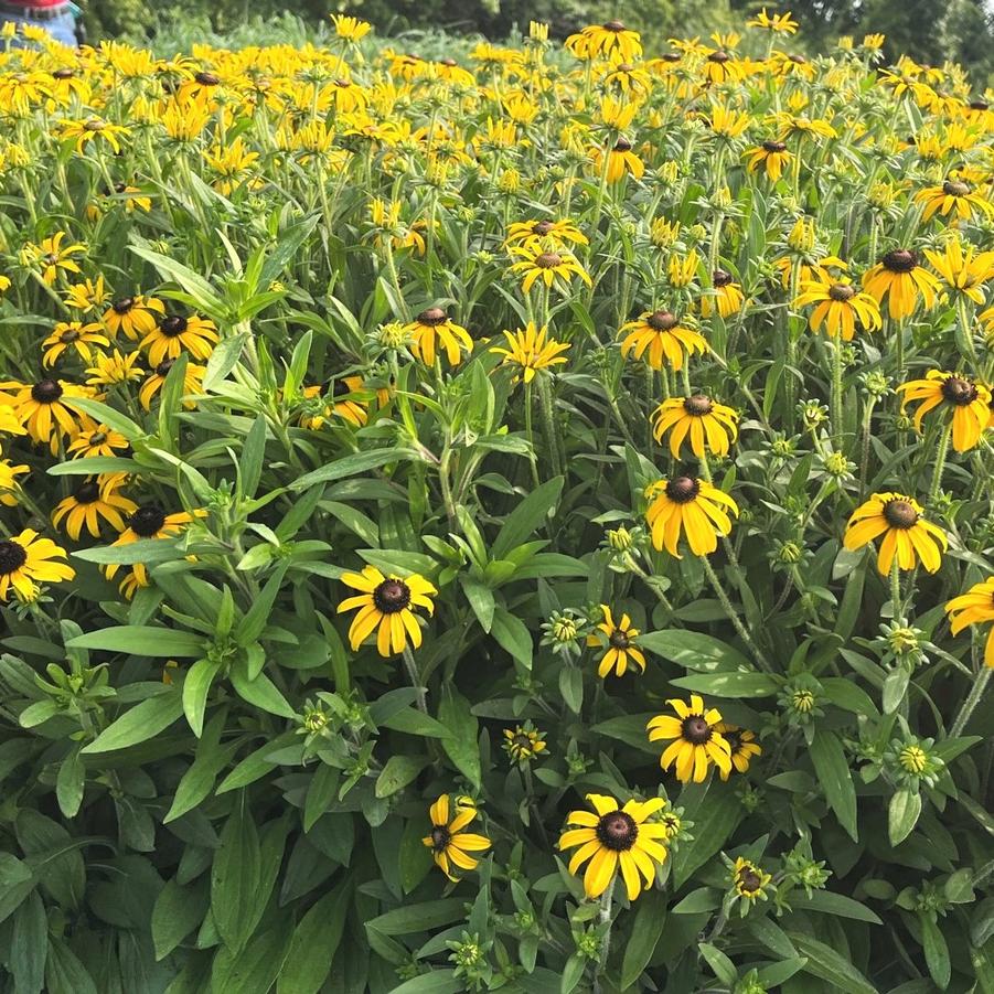 Rudbeckia ful. 'American Gold Rush' - from Babikow Wholesale Nursery