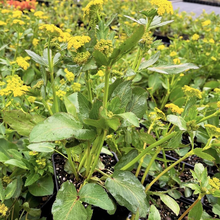 Zizia aptera - Heartleaf Meadow Parsnip from Babikow Wholesale Nursery