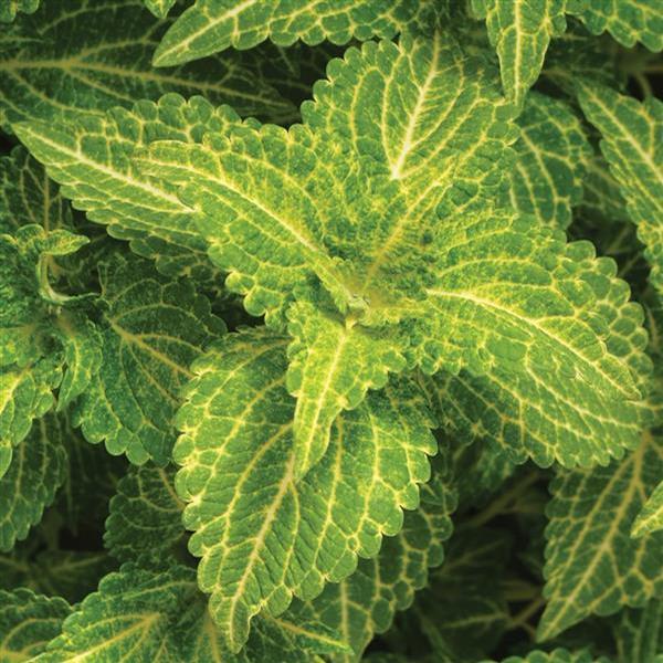 Coleus 'Electric Lime' - from Babikow