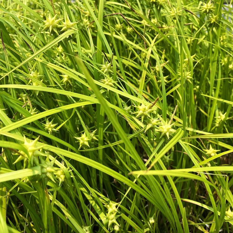 Carex grayi - Grey's Sedge from Babikow Wholesale Nursery