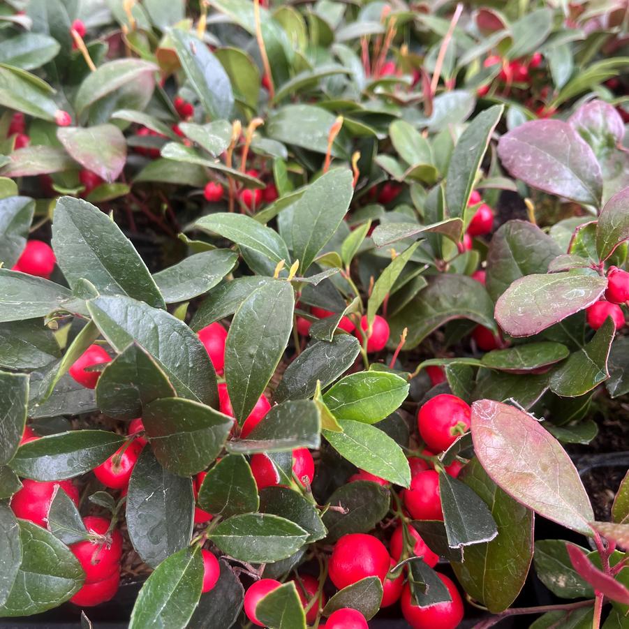 Gaultheria procumbens Tray/25 - Eastern Teaberry from Babikow Wholesale Nursery