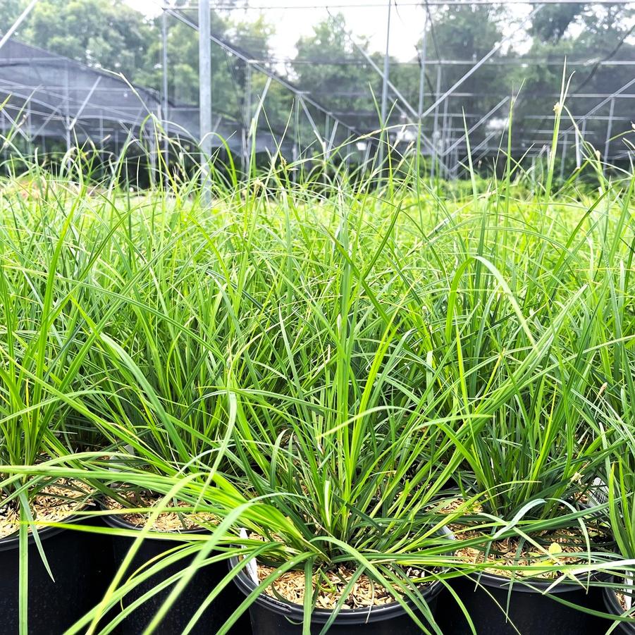 Carex woodii - Wood's Sedge from Babikow Wholesale Nursery