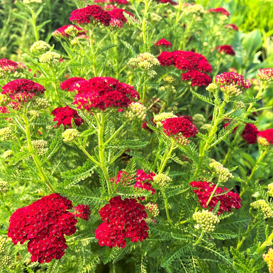 Achillea mil. 'Pomegranate' - from Babikow