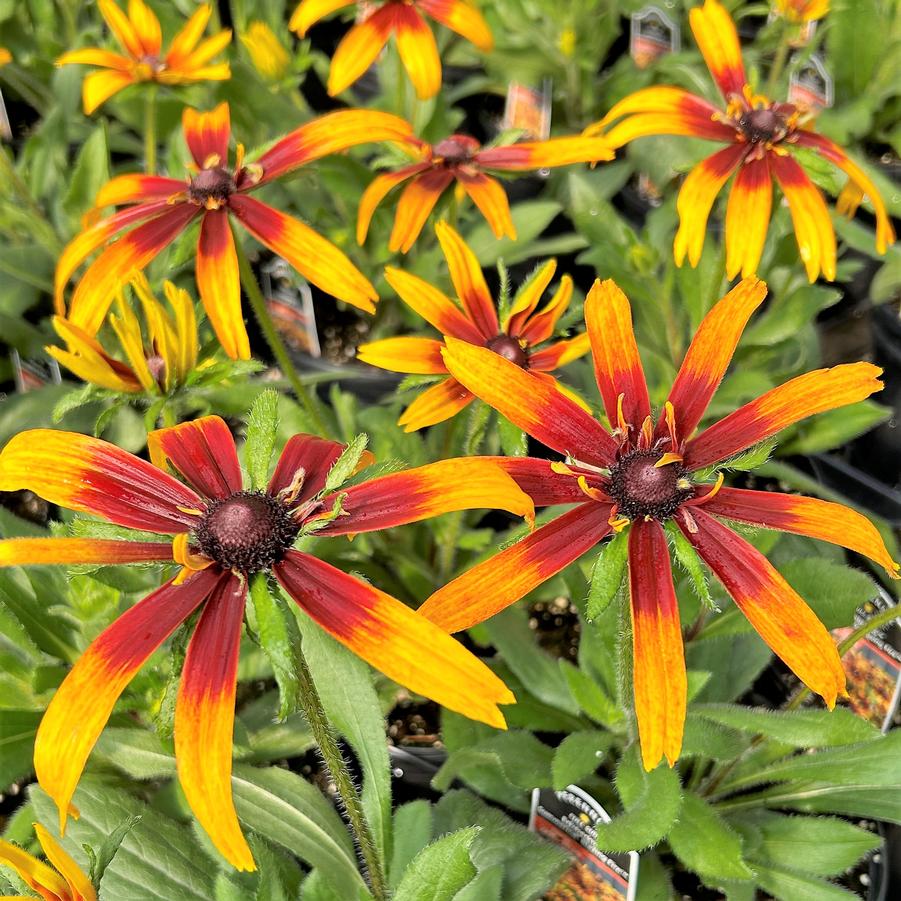 Echibeckia Summerina 'Blazing Fire' - from Babikow Wholesale Nursery