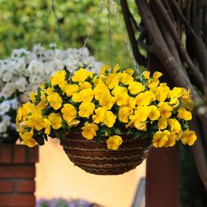 Pansy Cool Wave Hanging Basket 'Yellow' - from Babikow