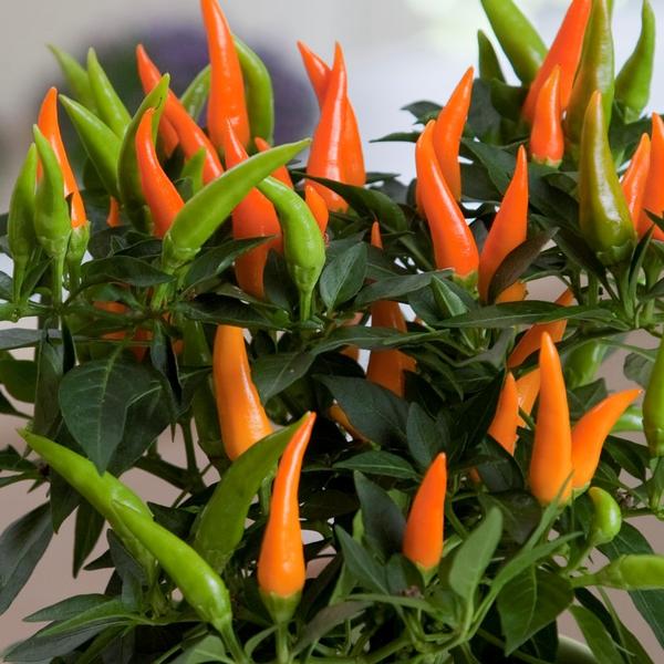 Capsicum annuum 'Santos Orange' - from Babikow