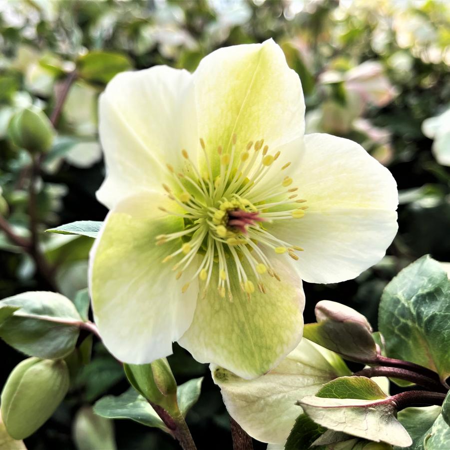 Helleborus 'Frostkiss Molly's White' - from Babikow Wholesale Nursery