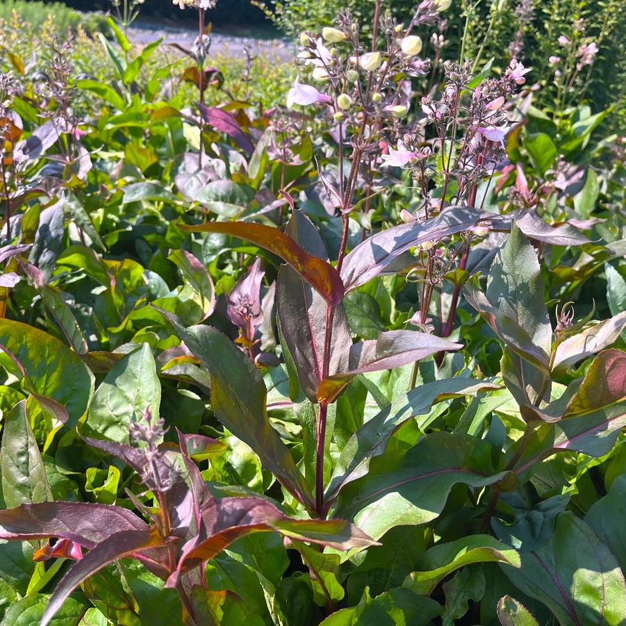 Penstemon dig. 'Mystica' - from Babikow Wholesale Nursery