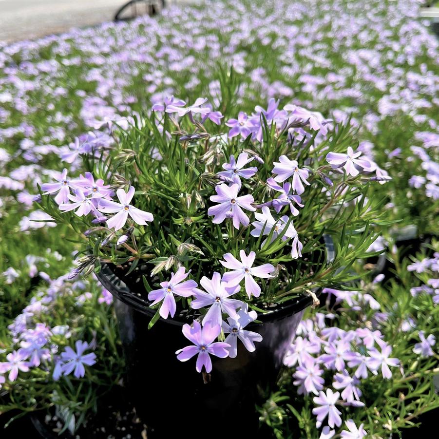 Phlox sub. 'Emerald Cushion Blue' - Moss Phlox from Babikow Wholesale Nursery