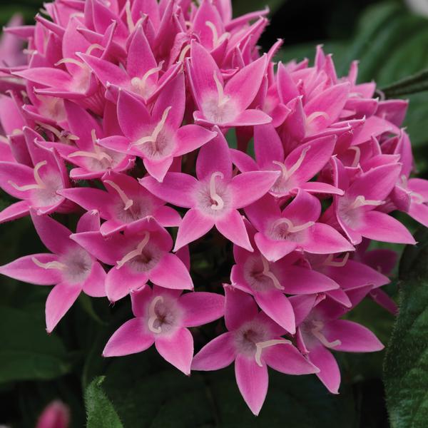 Pentas BeeBright 'Pink' - from Babikow