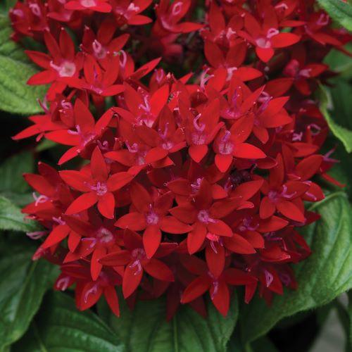Pentas BeeBright 'Red' - from Babikow