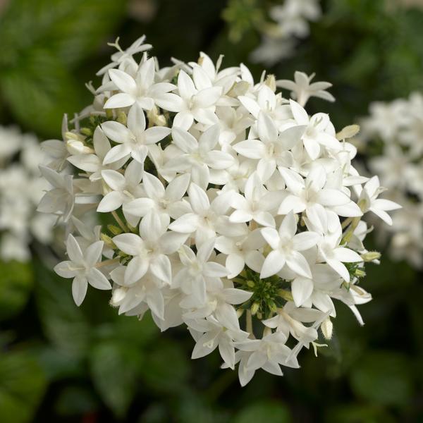 Pentas BeeBright 'White' - from Babikow