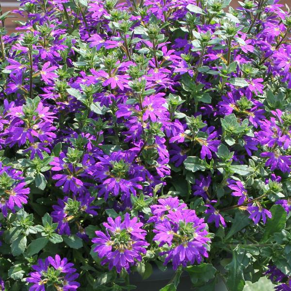 Scaevola Surdiva 'Blue Violet' - from Babikow