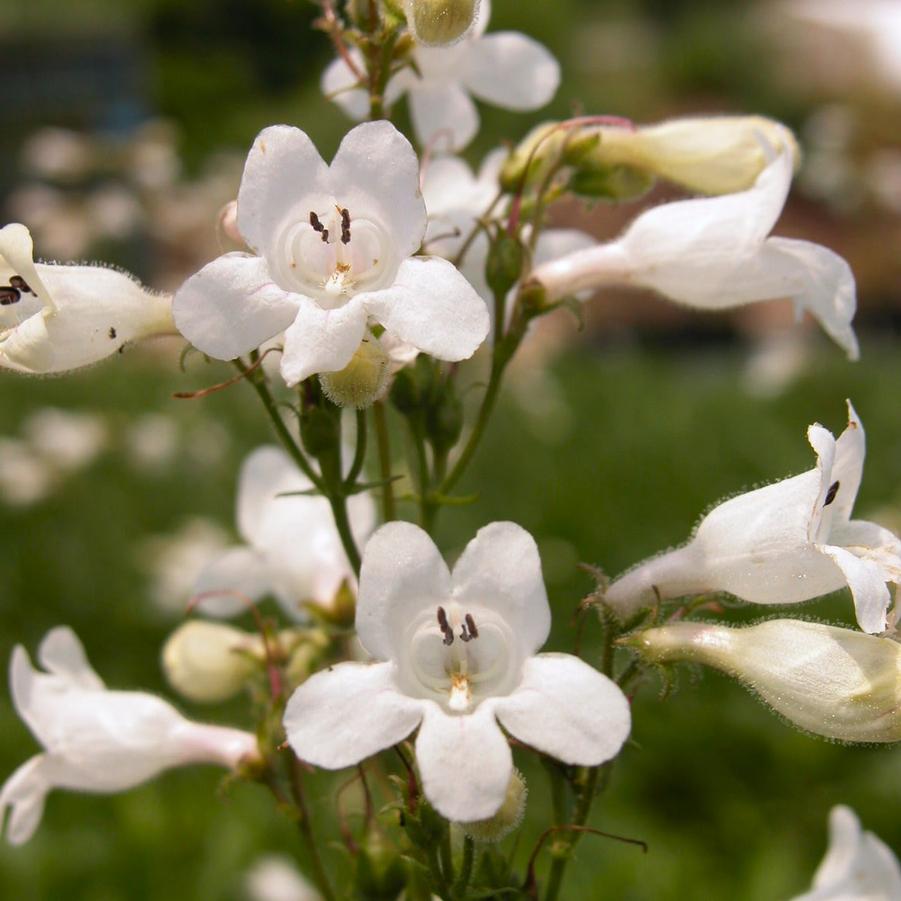 Penstemon digitalis - Beard Tongue from Babikow Wholesale Nursery