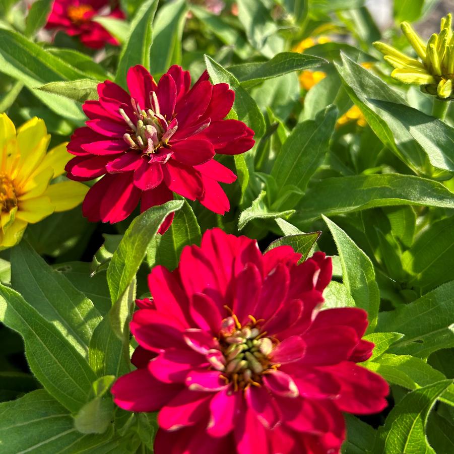 Zinnia Zydeco Cherry