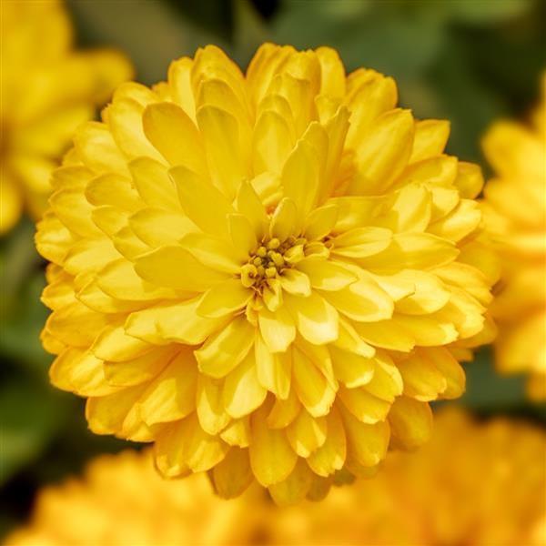 Zinnia Zydeco 'Deep Yellow' - from Babikow