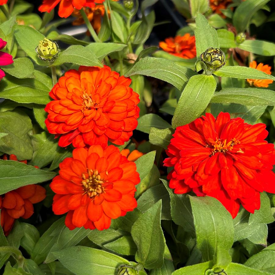 Zinnia Zydeco Fire